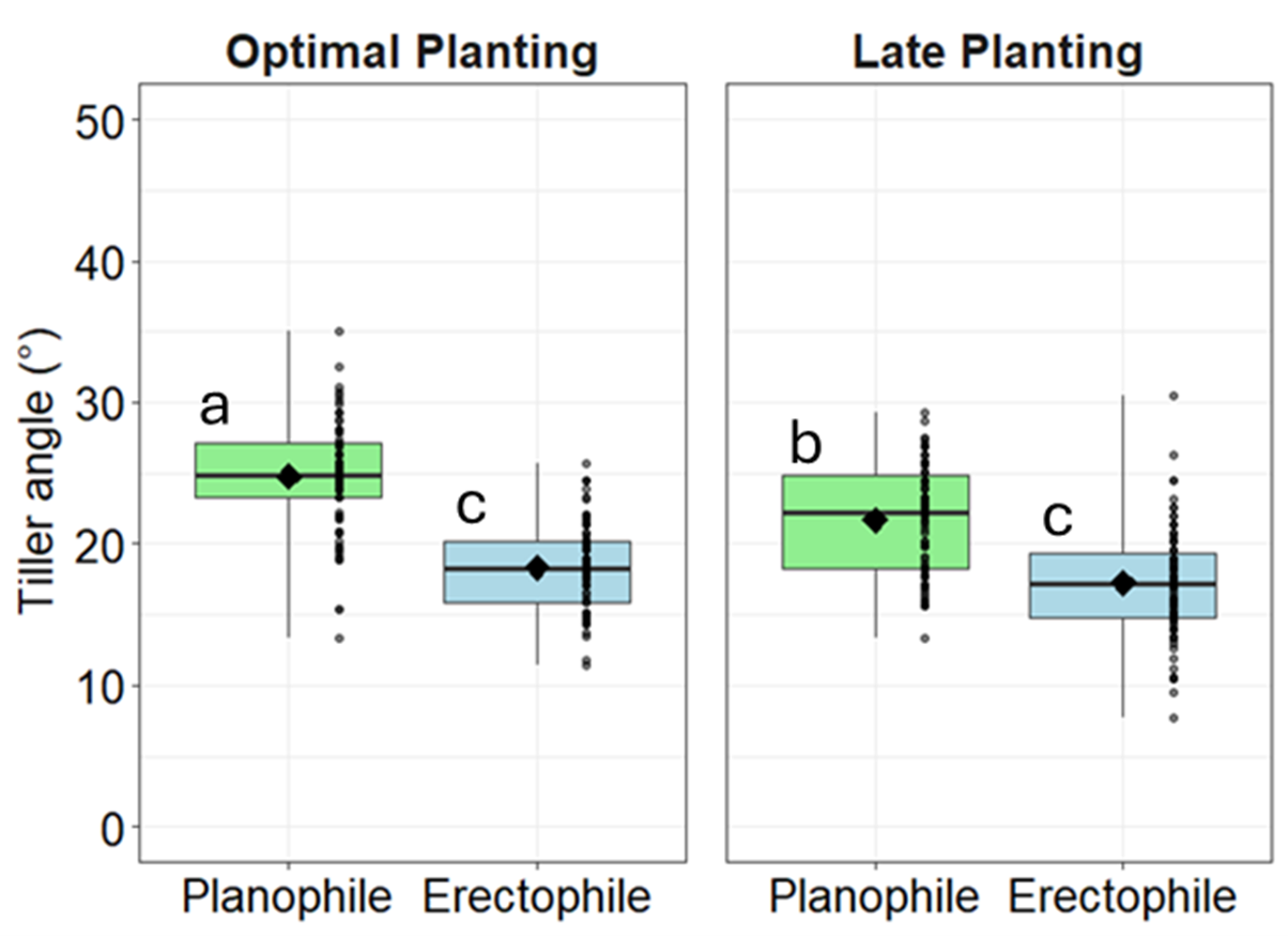 Boxplots showing winter wheat tiller angle (degrees) for Planophile and Erectophile canopy types under optimal and late planting. Under optimal planting, Planophile has wider tiller angles (~25–30°) compared to Erectophile (~18–22°). Under late planting, Planophile angles are slightly reduced (~22–26°) but remain wider than Erectophile (~17–20°). Letters (a, b, c) mark statistical significance.